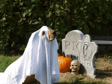 Halloween Ghost GIF - Halloween Ghost Dog GIFs