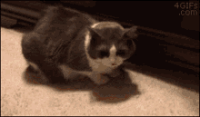 Hidden Thief GIF - Hidden Thief Cat GIFs