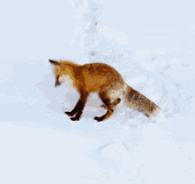 fox jump catch it gotcha