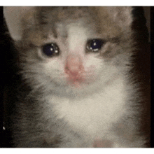a close up of a gray and white kitten crying .