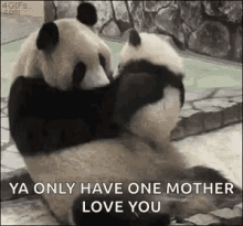 Mother Panda GIF - Mother Panda Love GIFs
