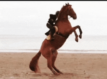 a person riding a brown horse on its hind legs