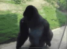 monke gorilla