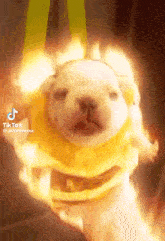 a dog with a yellow sweater on is surrounded by flames .