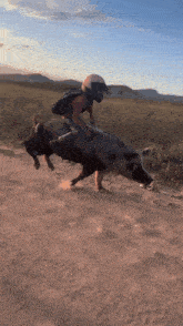 a person wearing a helmet rides a pig on a dirt road