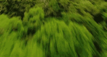 Fly Over From Http://Headlikeanorange.Tumblr.Com/ GIF - Fly Over Forest Fast Travel GIFs