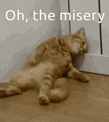 Oh-the-misery Sad-cat GIF