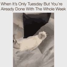 Tired Tuesday GIF - Tired Tuesday Done GIFs