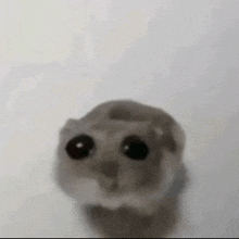 Sad Hamster GIF - Sad Hamster Sad Face GIFs