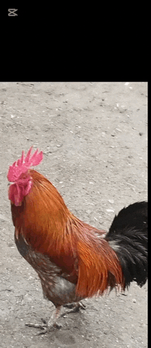 a rooster with a pink crest is standing on a road