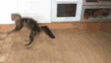 Cat Jump GIF