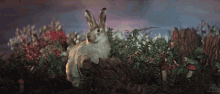 bunny rabbit nervous ilya muromets fantasy