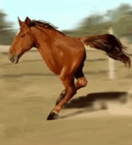 two legged horse running gif