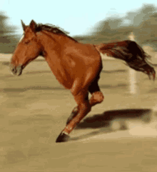 Horse Running GIF - Horse Running Headless GIFs