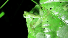 Glass Frog GIF - Glass Frog GIFs