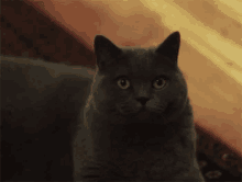 Mad Glare GIF - Mad Glare Cat GIFs