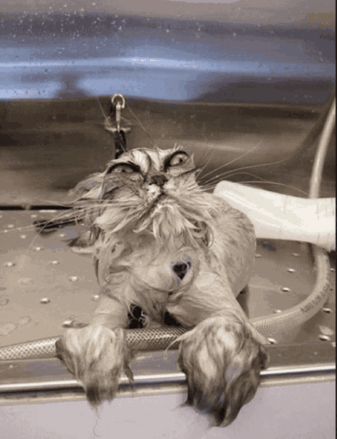 Scared Wet Cat GIFs Tenor