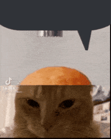 Cat Message GIF - Cat Message Discord GIFs