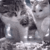 two cats are standing next to each other in a glass bowl looking at food .