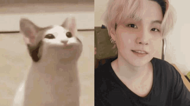 Jimitendo Yoongi GIF - Jimitendo Yoongi Yoongi Cat - Discover & Share GIFs