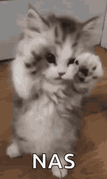 Nas Kitten GIF - Nas Kitten Hangout GIFs