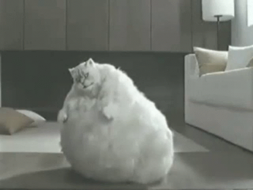 Cat Fat GIF – Cat Fat Chubby – discover and share GIFs