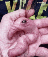 a person holding a baby elephant in their hand with deevid ai written on the bottom