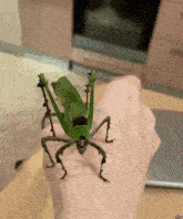 a person is holding a grasshopper with a leaf on its back