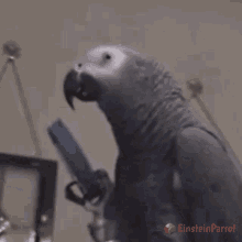 Parrot Einstein Parrot GIF
