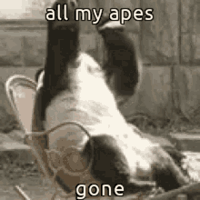 Animals With Captions Nft GIF