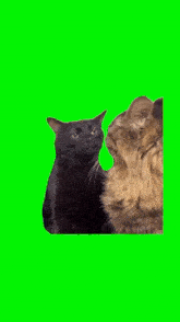 Cat Meme Dissapointed Meme GIF - Cat Meme Dissapointed Meme Disappointed Cat GIFs
