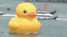 Ducky Ducky Backwards GIF - Ducky Ducky Backwards GIFs