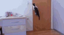 cat cats door escape smart cat