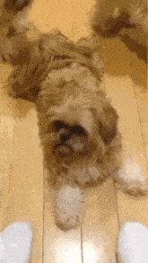 a small brown and white dog laying on a wooden floor next to a pair of white socks
