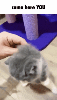 Come Here Kitty GIF - Come Here Kitty Kitten GIFs