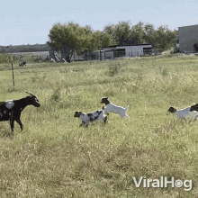 Goat Gathering Goats GIF