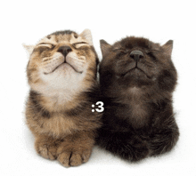 two cats with the number 3 on their chest