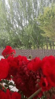 Flores Flower GIF