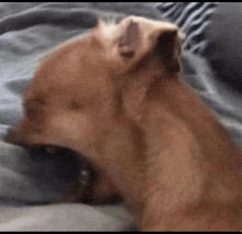 a dog is yawning on a bed with its mouth open .