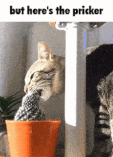 a cat drinking from a potted cactus with the words but here 's the pricker below it