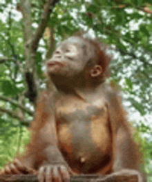 Orangutan Chillin GIF - Orangutan Chillin Relaxing GIFs
