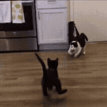 Wwawrestling Jump GIF - Wwawrestling Jump Cats GIFs
