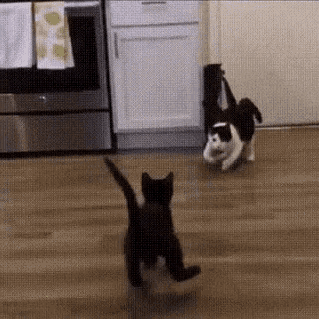 jumping cats gif