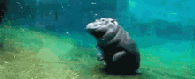 Hippo Safetyncts GIF - Hippo Safetyncts Falling GIFs