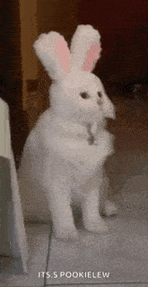 a white cat wearing bunny ears is standing on a tile floor .