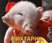 свинья лихтарик GIF - свинья свин лихтарик GIFs