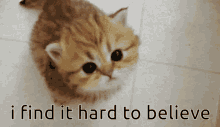 I Find It Hard To Believe Kitty GIF - I Find It Hard To Believe Kitty Cat GIFs