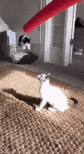 Hoecat Cat GIF - Hoecat Cat Attack GIFs