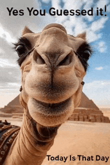 a close up of a camel 's face with the words `` yes you guessed it ! ''