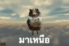 มาเหนือ GIF - Dog Beyond Flying GIFs